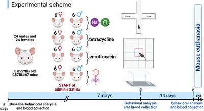 Sex-dependent differences in behavioral and immunological responses to antibiotic and bacteriophage administration in mice